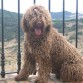 Facundo en la sierra de cádiz